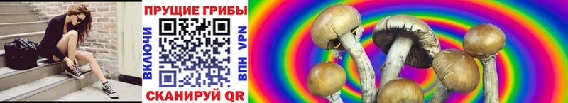 Галлюциногенные грибы Psilocybe  Болхов 